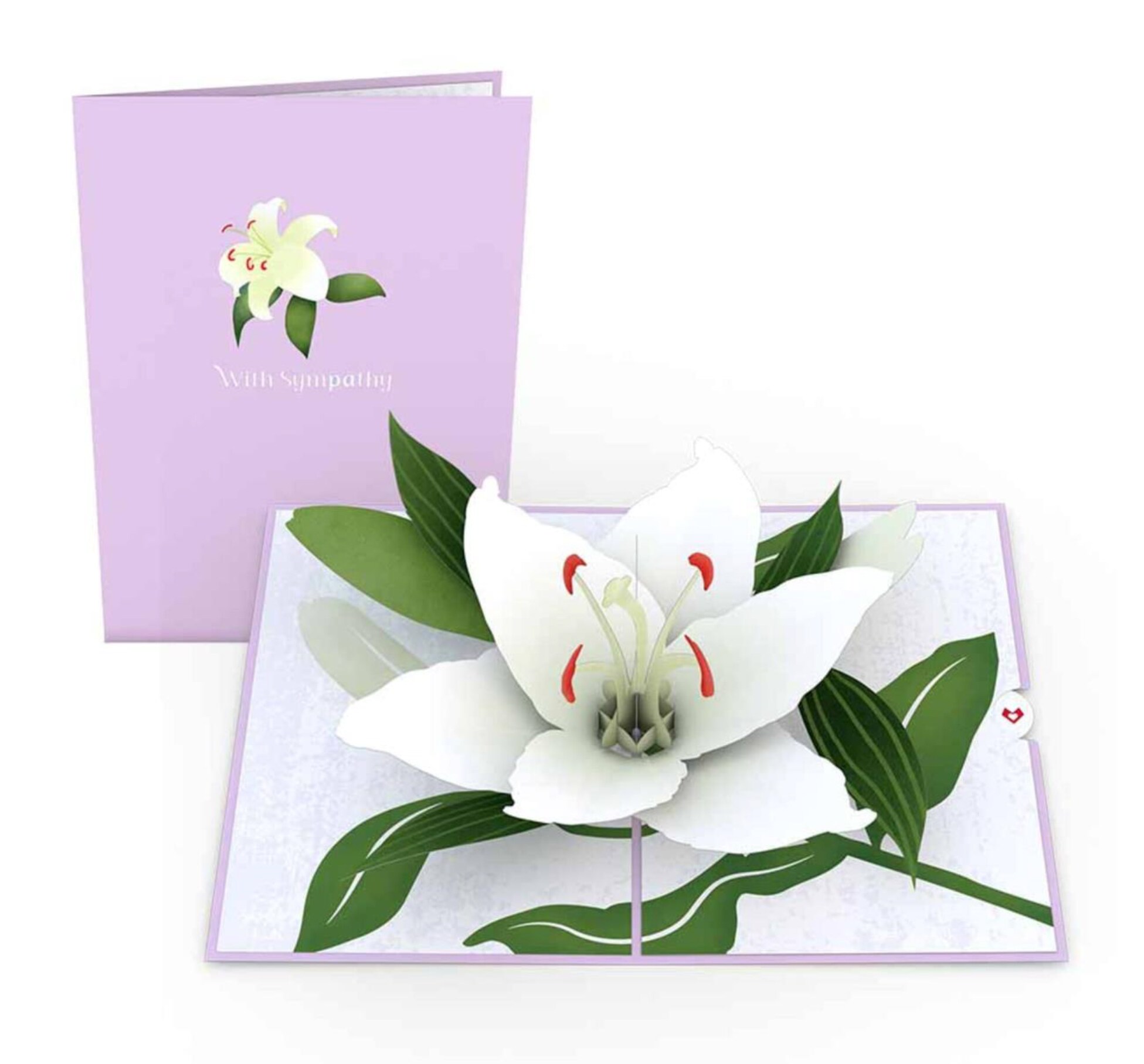 Sympathy Lily